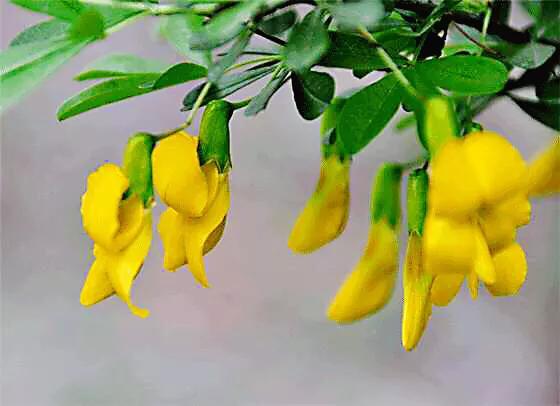 金雀花欣赏