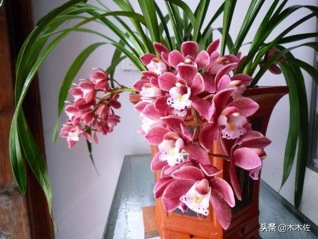 大花惠兰常见品种介绍