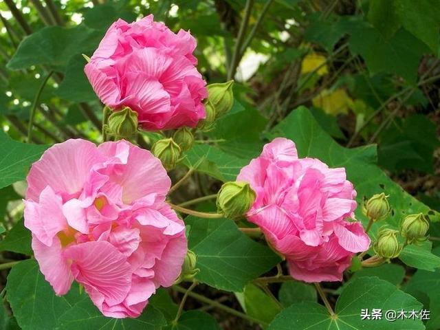 一半银白，一半粉红或紫色的木芙蓉