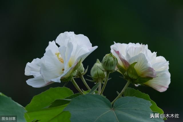 一半银白，一半粉红或紫色的木芙蓉
