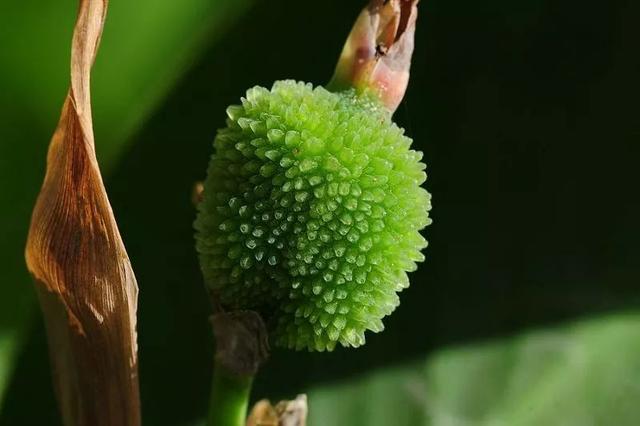 每日植物 | 美人蕉——佛祖脚趾所流出的血化成了什么花？