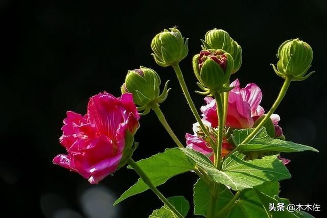 一半银白，一半粉红或紫色的木芙蓉