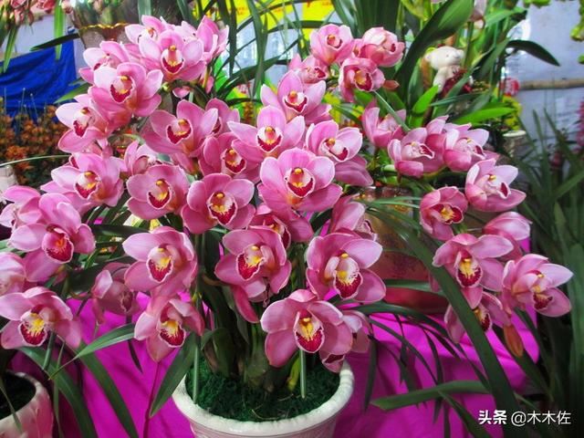 大花惠兰常见品种介绍