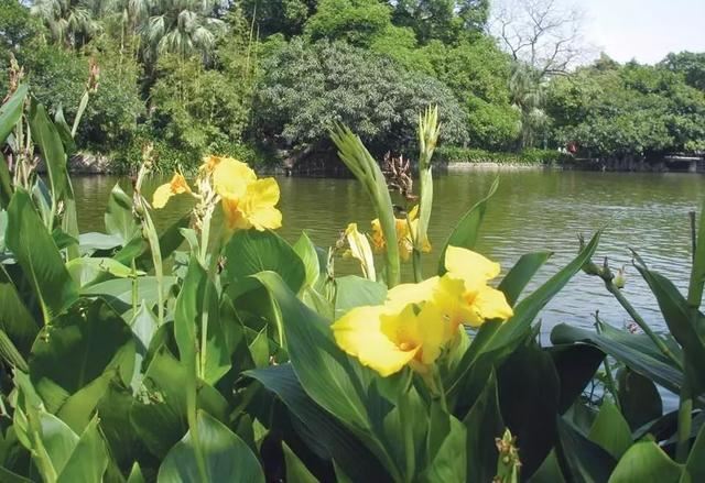 每日植物 | 美人蕉——佛祖脚趾所流出的血化成了什么花？