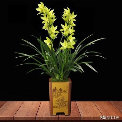 大花惠兰常见品种介绍