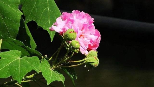 惊艳全城，一天变色三次的神奇花卉
