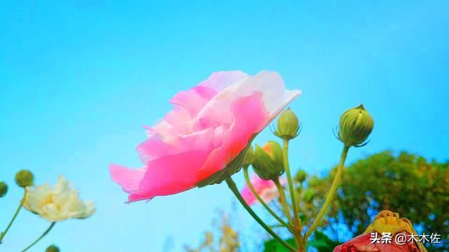 一半银白，一半粉红或紫色的木芙蓉