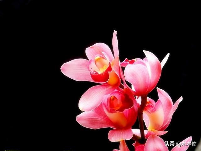 大花惠兰常见品种介绍
