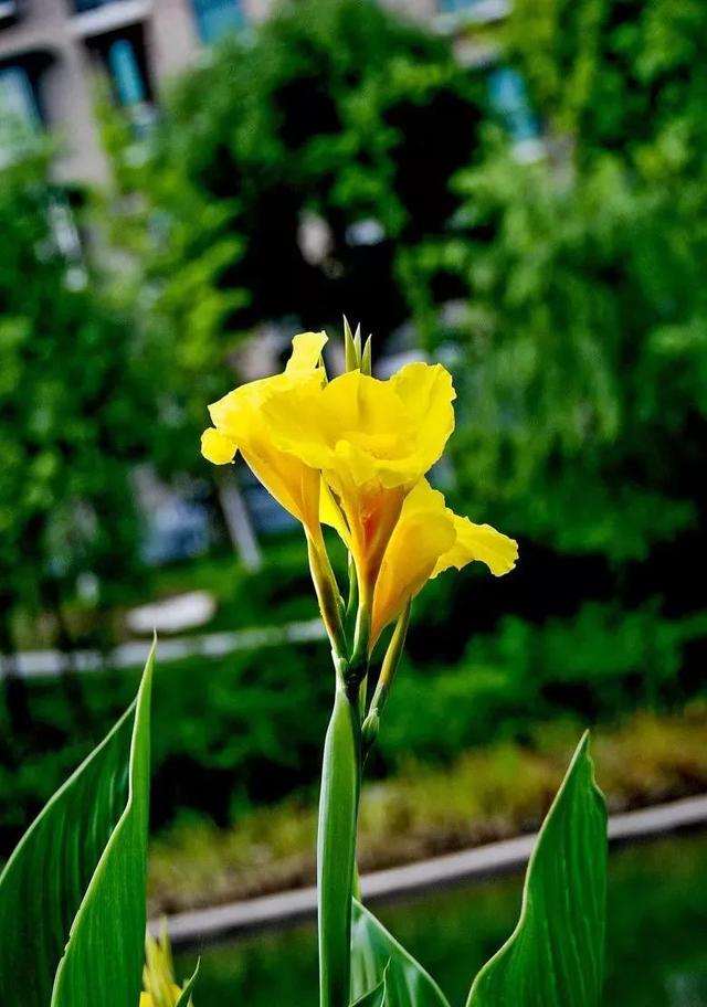 每日植物 | 美人蕉——佛祖脚趾所流出的血化成了什么花？