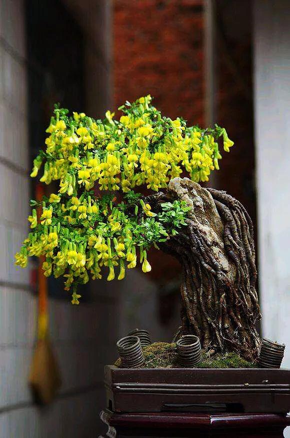 金雀花欣赏
