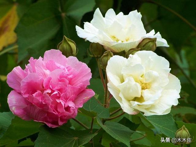 一半银白，一半粉红或紫色的木芙蓉