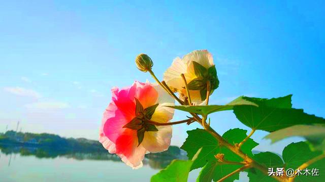 一半银白，一半粉红或紫色的木芙蓉