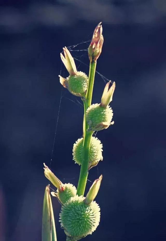 每日植物 | 美人蕉——佛祖脚趾所流出的血化成了什么花？