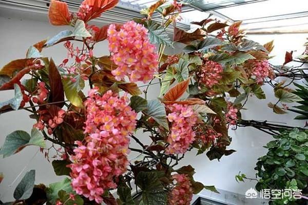 竹节海棠花应该怎样育新苗？