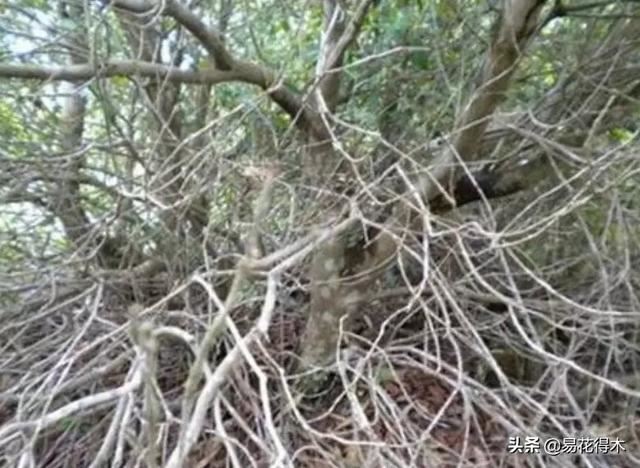 国家Ⅰ级濒危珍稀植物｜野外仅仅70余株的猪血木