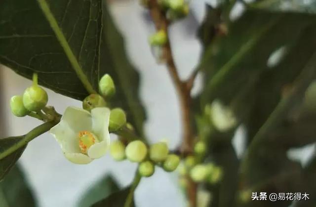 国家Ⅰ级濒危珍稀植物｜野外仅仅70余株的猪血木