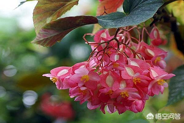 竹节海棠花应该怎样育新苗？