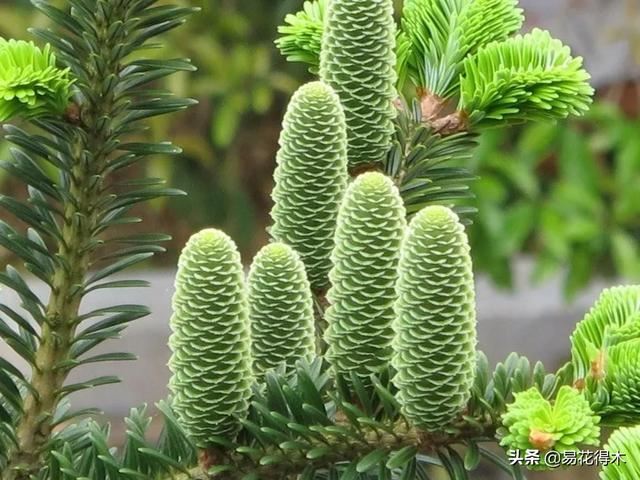 国家Ⅰ级濒危珍稀植物｜野外仅仅70余株的猪血木