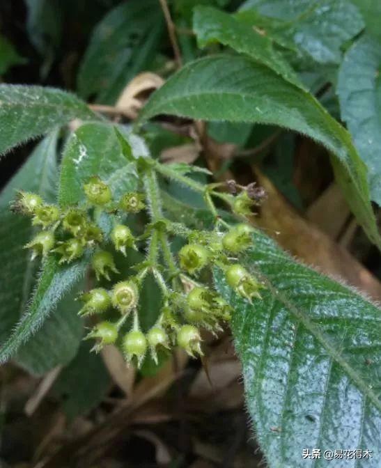 我国广东省特有的单种属美丽珍稀植物：绣球茜草
