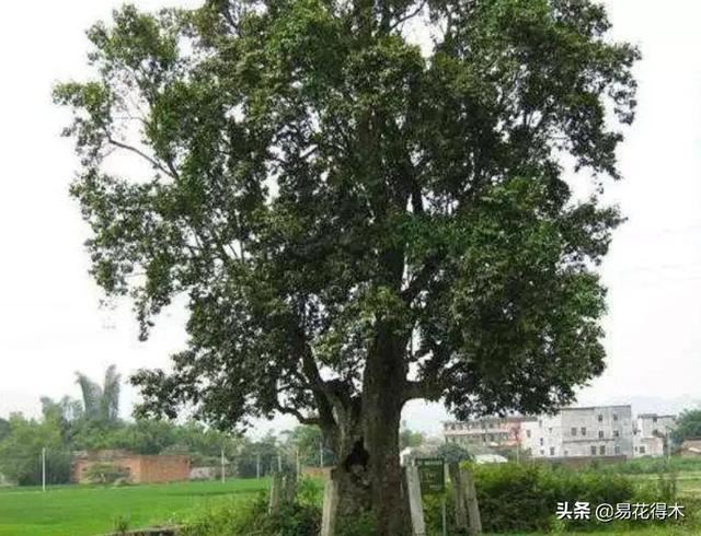 国家Ⅰ级濒危珍稀植物｜野外仅仅70余株的猪血木