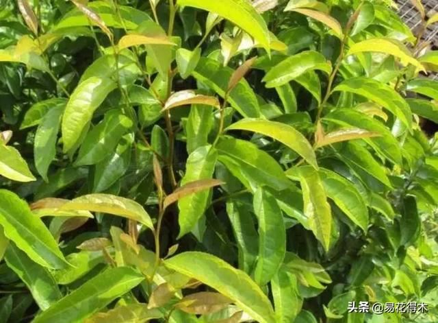 国家Ⅰ级濒危珍稀植物｜野外仅仅70余株的猪血木