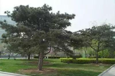 可别小看景观设计师，原来种树有这么大的学问