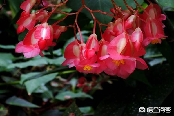 竹节海棠花应该怎样育新苗？