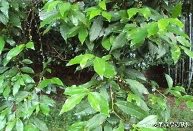 国家Ⅰ级濒危珍稀植物｜野外仅仅70余株的猪血木