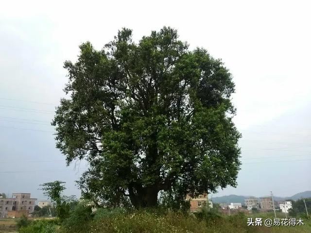 国家Ⅰ级濒危珍稀植物｜野外仅仅70余株的猪血木