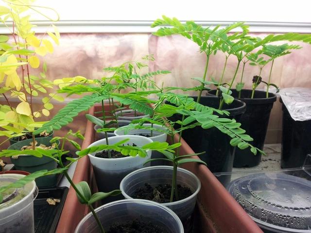 凤凰花木花一开，花色烂漫，还会长出弯刀状的豆荚