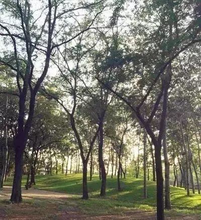 可别小看景观设计师，原来种树有这么大的学问