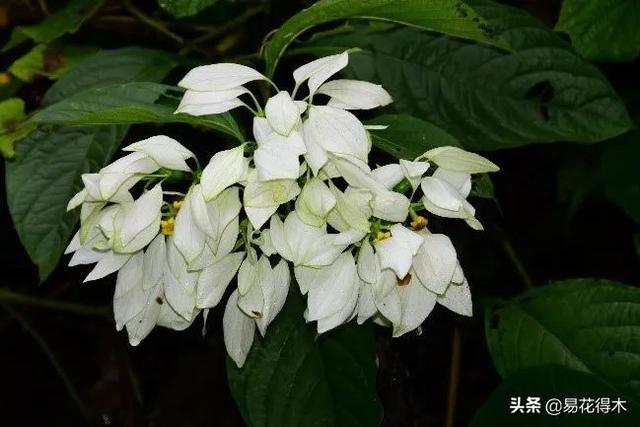 我国广东省特有的单种属美丽珍稀植物：绣球茜草
