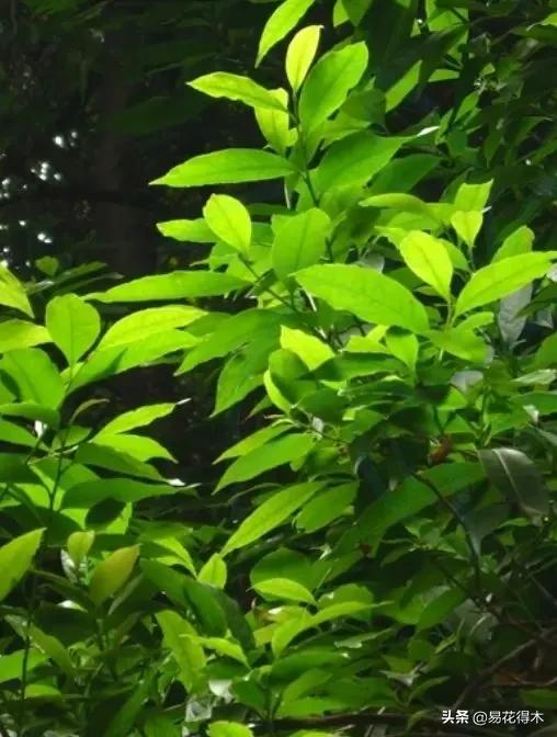 国家Ⅰ级濒危珍稀植物｜野外仅仅70余株的猪血木