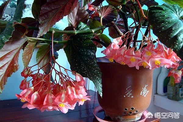 竹节海棠花应该怎样育新苗？
