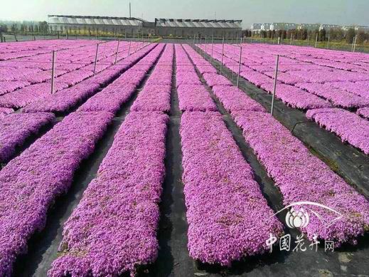 芝樱如何乘“风”而起 