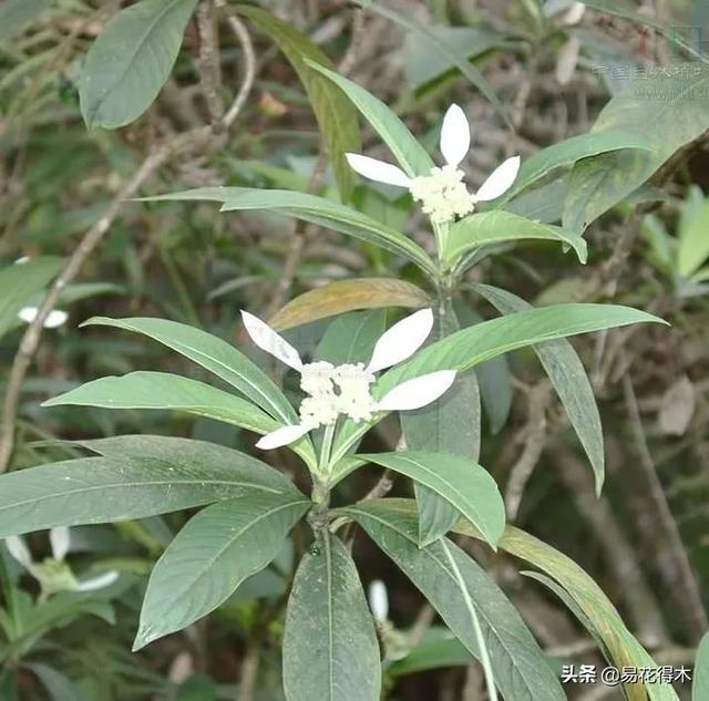 我国广东省特有的单种属美丽珍稀植物：绣球茜草