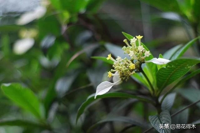 我国广东省特有的单种属美丽珍稀植物：绣球茜草