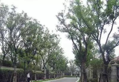 可别小看景观设计师，原来种树有这么大的学问