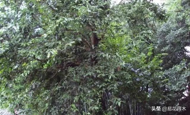 国家Ⅰ级濒危珍稀植物｜野外仅仅70余株的猪血木