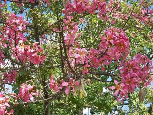 美丽异木棉的花朵见得多了，可你看过它的果实么？