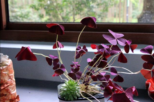 植物图鉴：紫叶酢浆草
