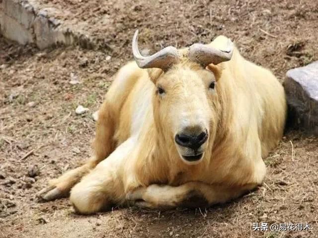 国家Ⅰ级濒危珍稀植物｜野外仅仅70余株的猪血木
