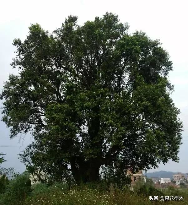 国家Ⅰ级濒危珍稀植物｜野外仅仅70余株的猪血木
