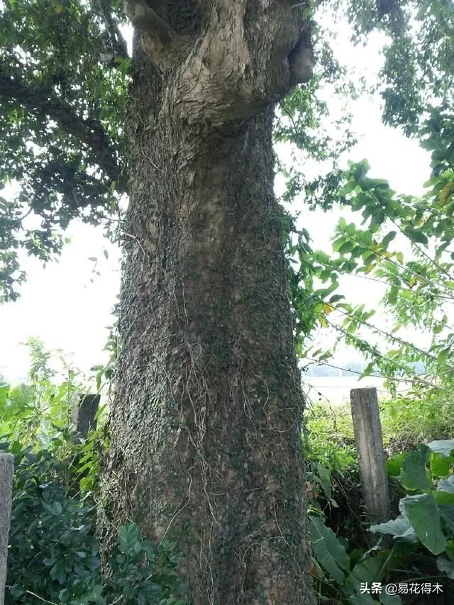 国家Ⅰ级濒危珍稀植物｜野外仅仅70余株的猪血木