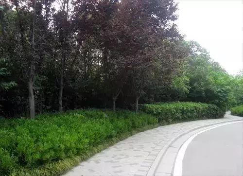 可别小看景观设计师，原来种树有这么大的学问