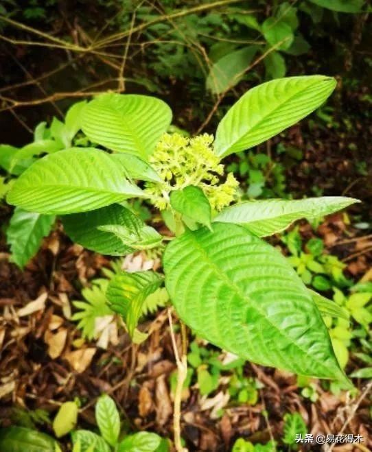 我国广东省特有的单种属美丽珍稀植物：绣球茜草