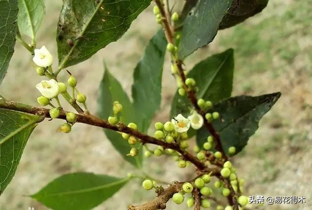 国家Ⅰ级濒危珍稀植物｜野外仅仅70余株的猪血木