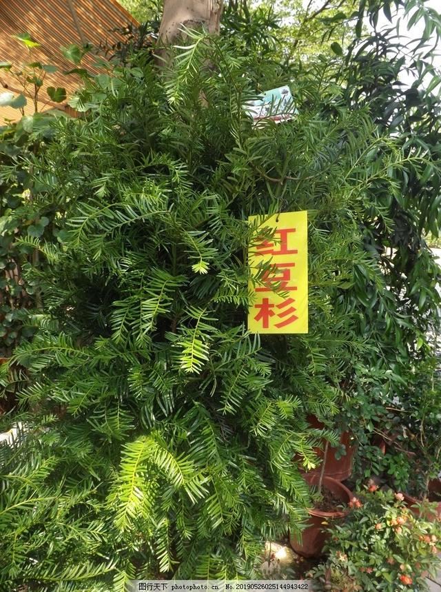 活化石植物红豆杉