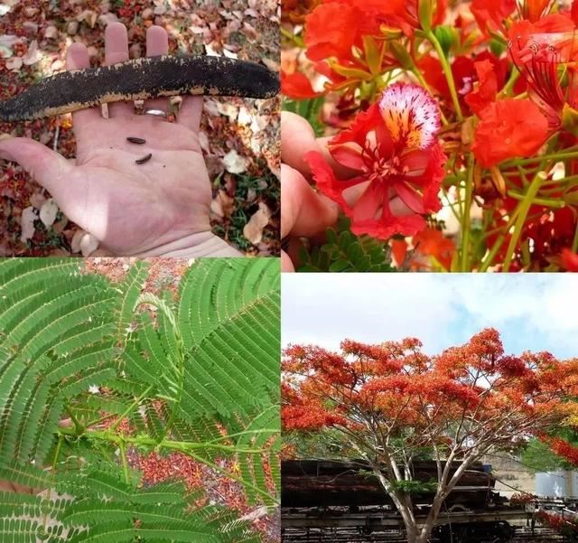 凤凰花木花一开，花色烂漫，还会长出弯刀状的豆荚