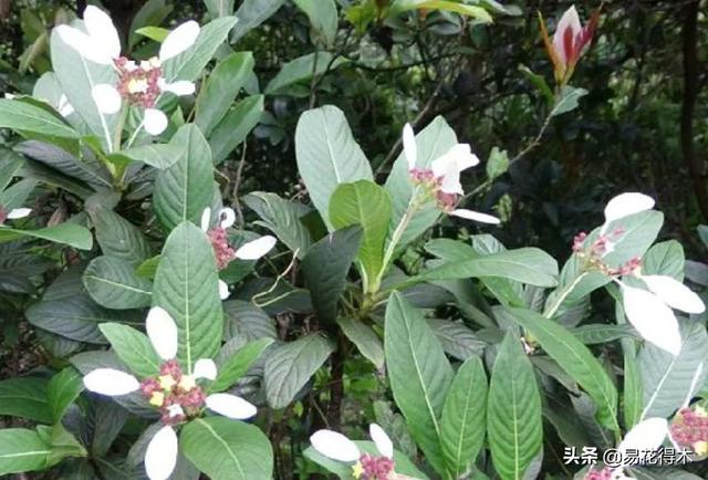 我国广东省特有的单种属美丽珍稀植物：绣球茜草